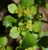 Chrysosplenium alternifolium. Цветки и листья. Калужская обл., Боровский р-н, окр. Чёлоховского ручья, край елового леса. 26.05.2022.