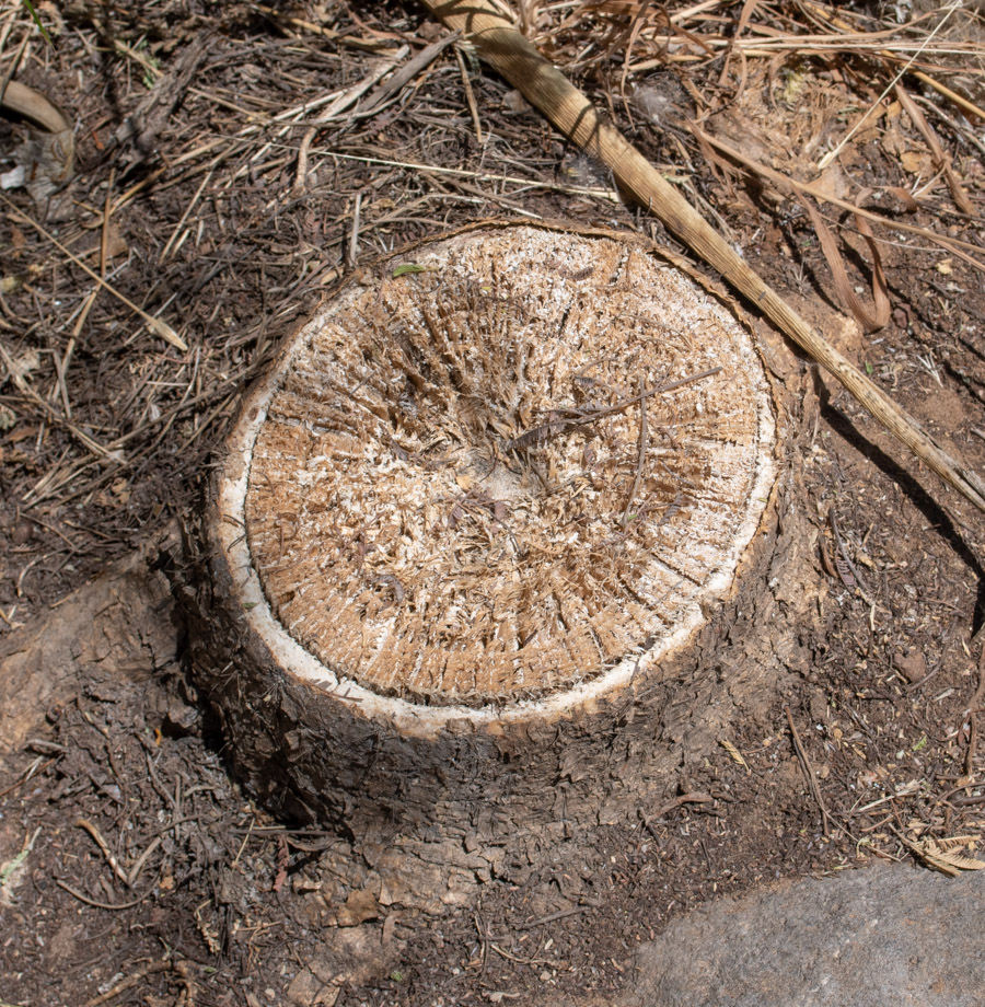 Image of genus Pereskia specimen.