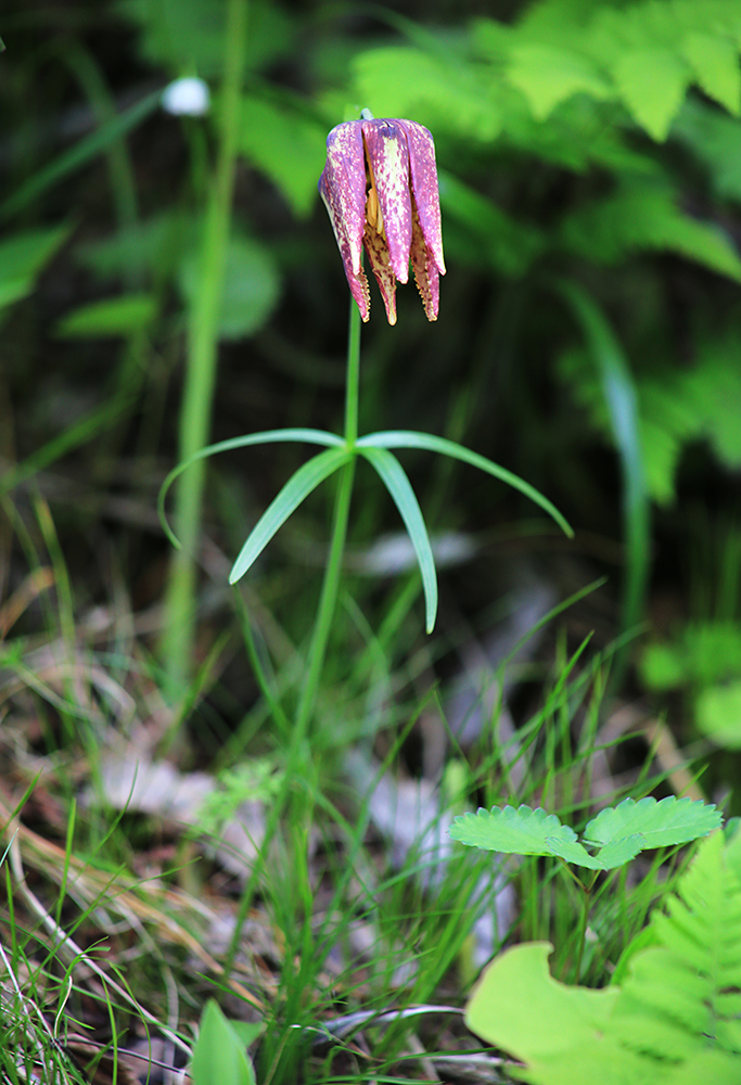 Изображение особи Fritillaria maximowiczii.