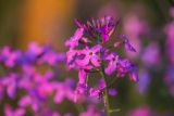 Hesperis matronalis