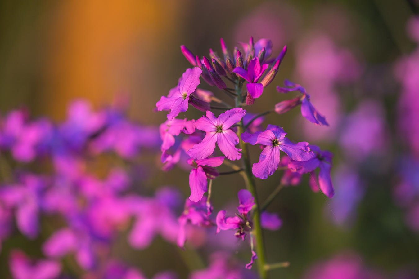 Image of Hesperis matronalis specimen.