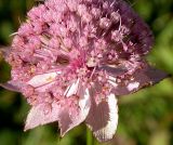 Astrantia maxima. Соцветие. Краснодарский край, 10 км зап. ст. Даховская. 15 сентября 2007 г.