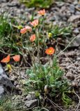 Papaver croceum