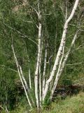 Betula pendula