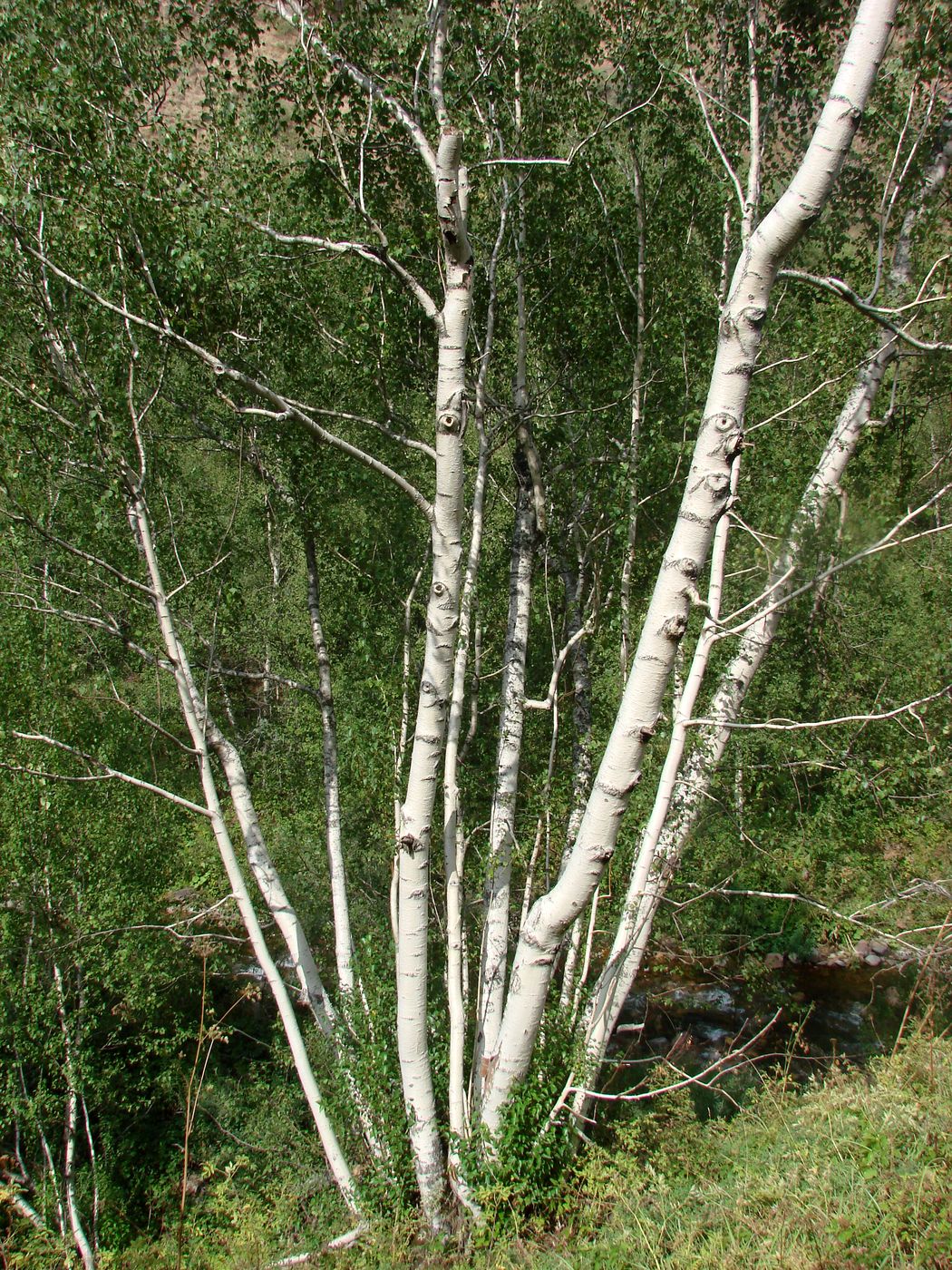 Изображение особи Betula pendula.