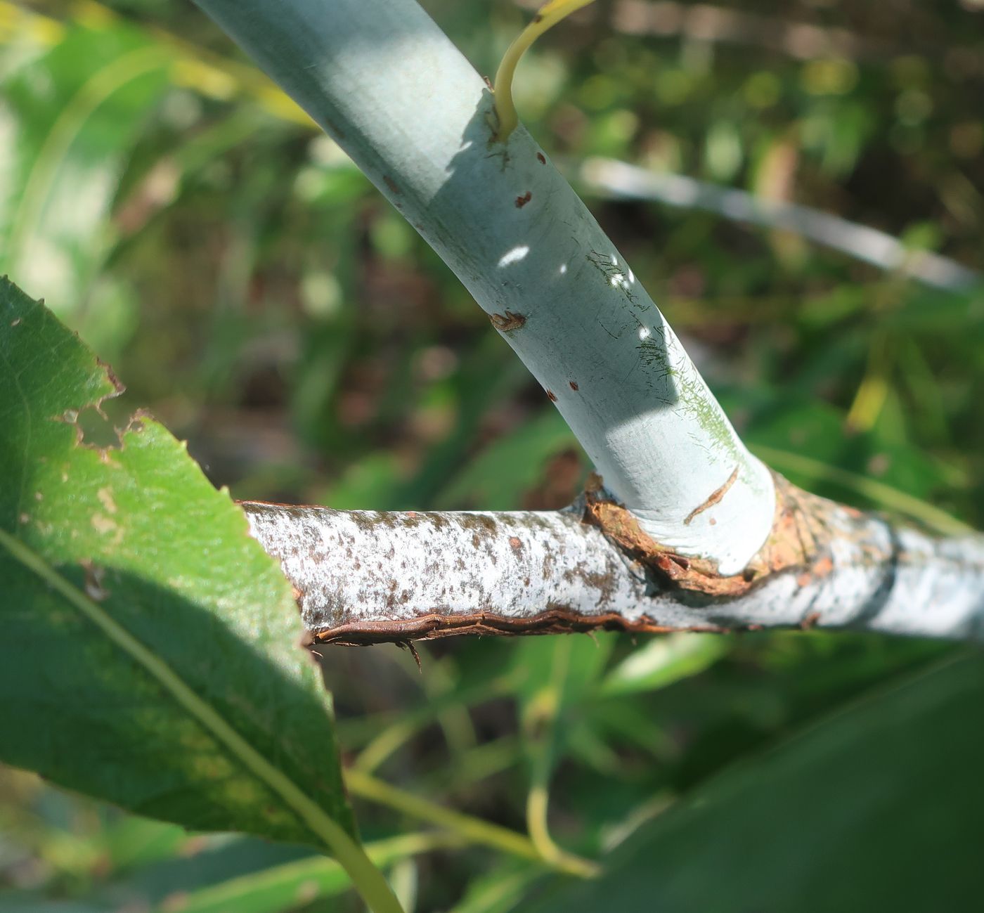 Image of Salix acutifolia specimen.