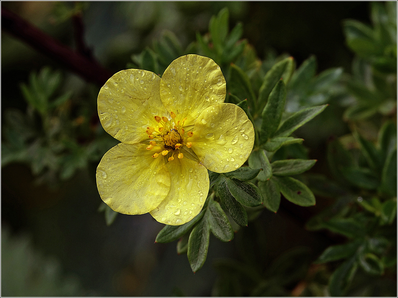 Image of Dasiphora fruticosa specimen.