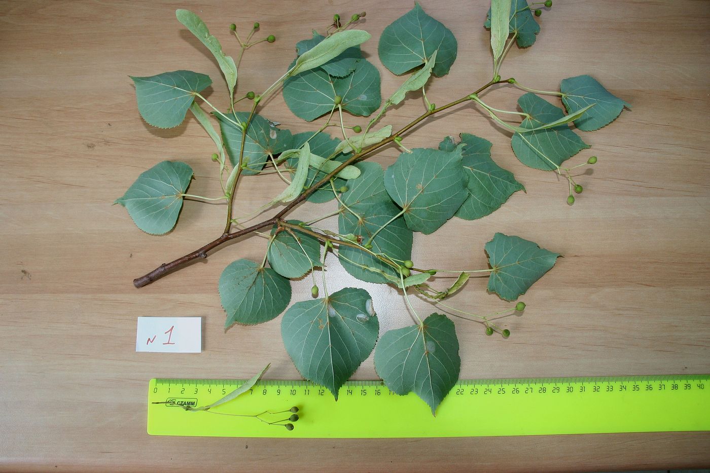 Изображение особи Tilia platyphyllos.