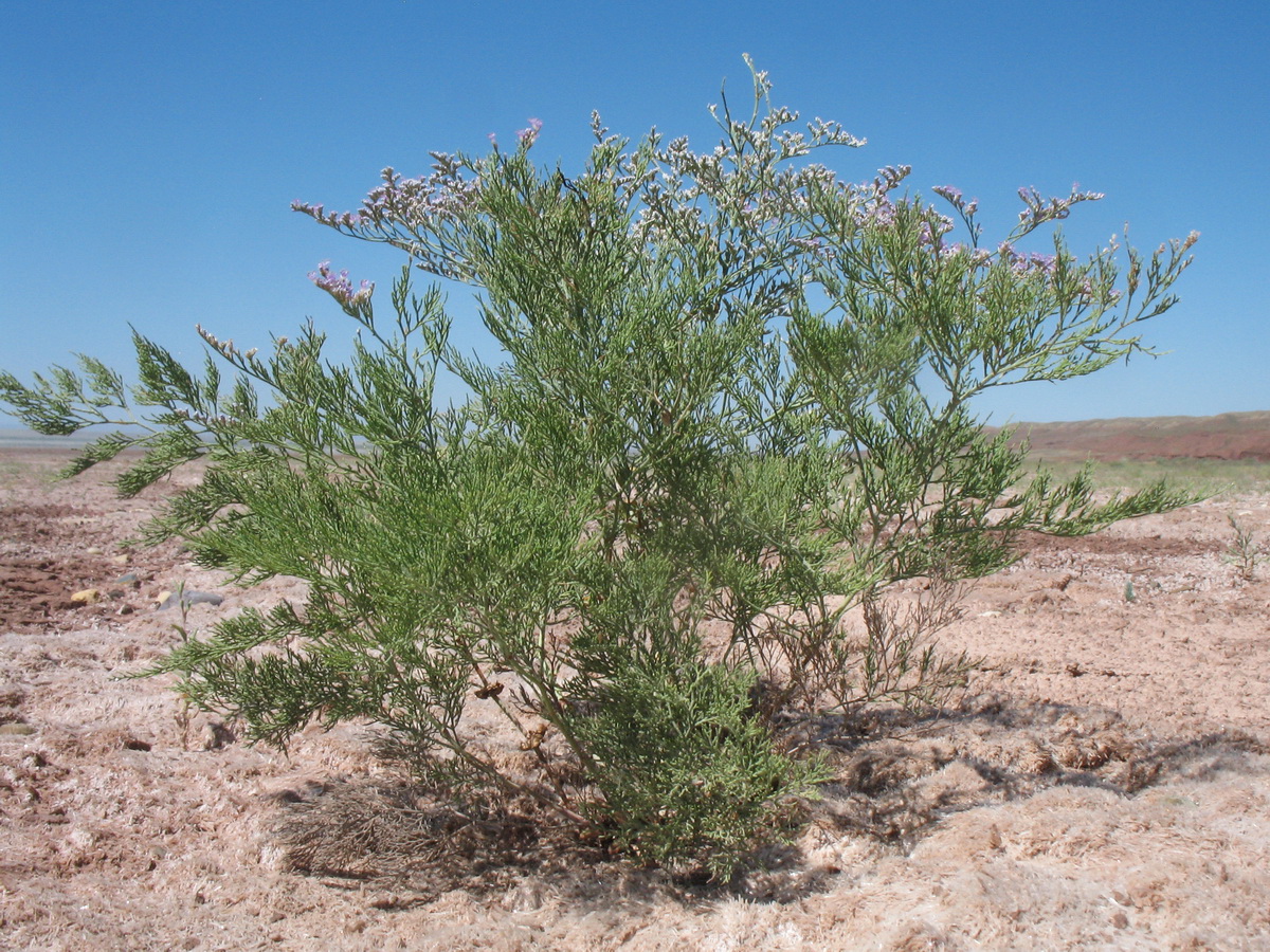 Изображение особи Limonium otolepis.