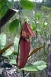 род Nepenthes. Ловчий кувшинчик. Малайзия, штат Саравак, национальный парк \"Бако\". 30.04.2008.