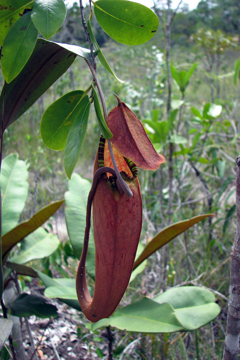 Изображение особи род Nepenthes.