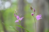 Cephalanthera rubra