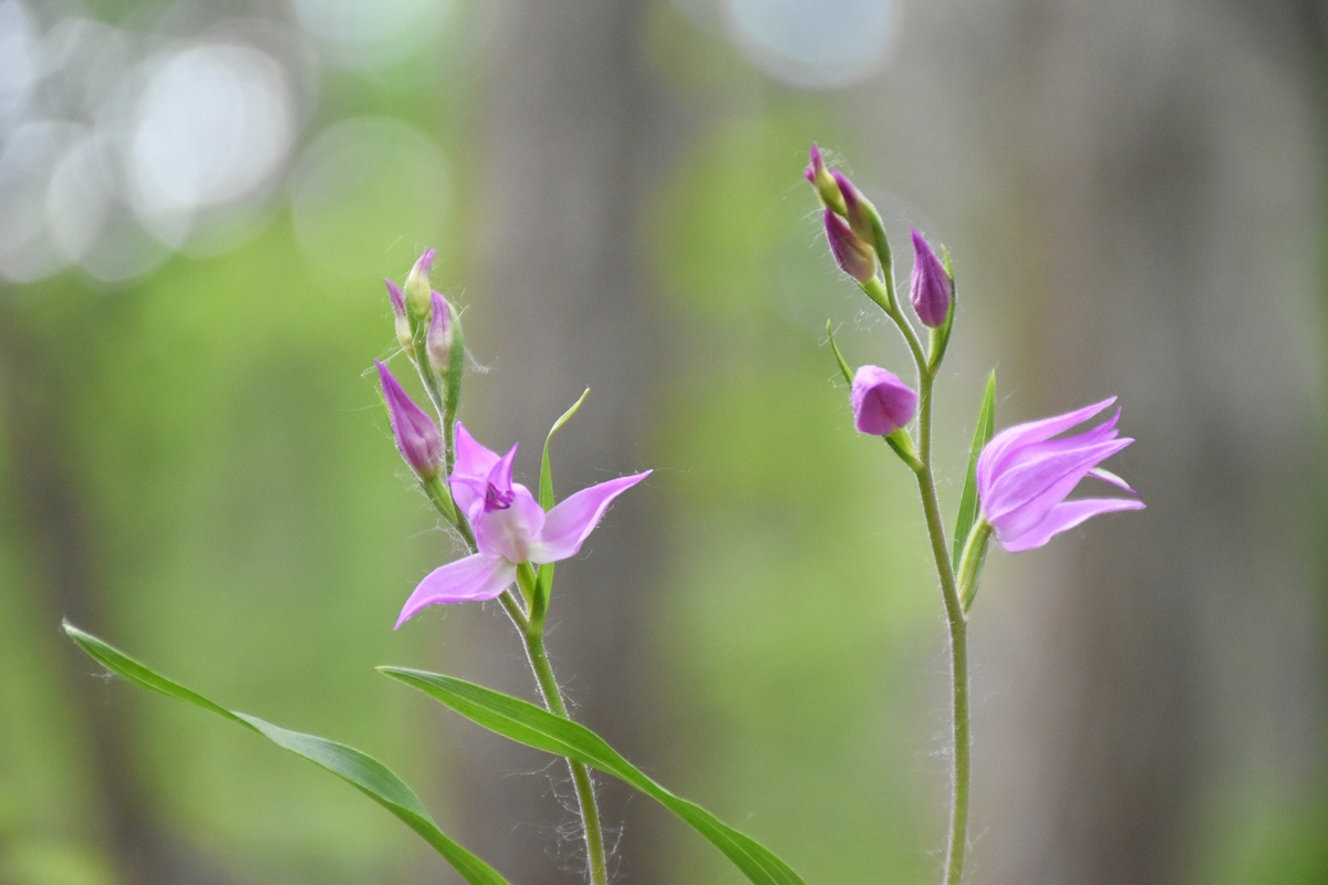 Image of Cephalanthera rubra specimen.