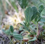 Helianthemum salicifolium