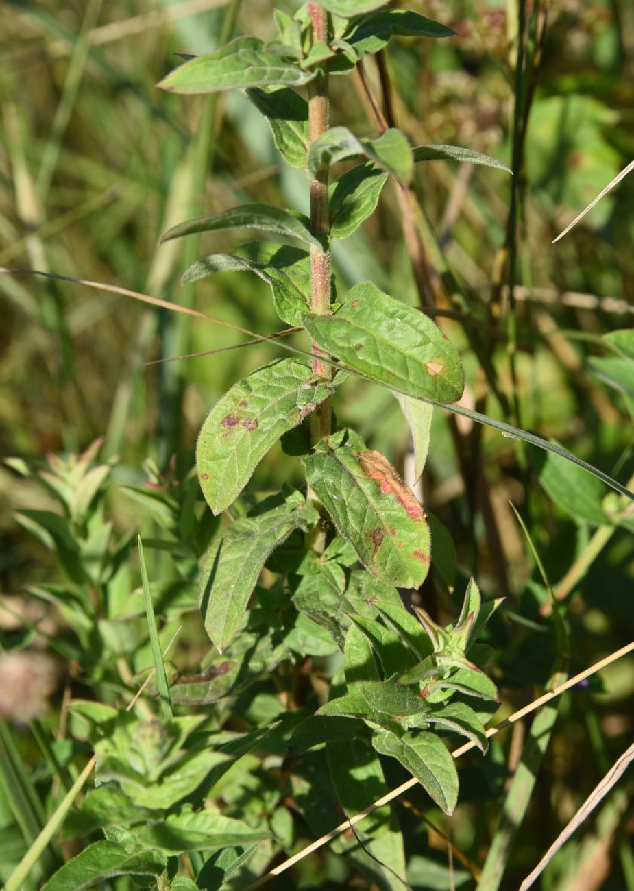 Изображение особи Lythrum salicaria.