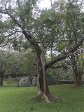 род Ficus. Взрослое растение, паразитирующее на дереве. Шри-Ланка, равнина у подножия горы Сигирия. 07.12.2022.