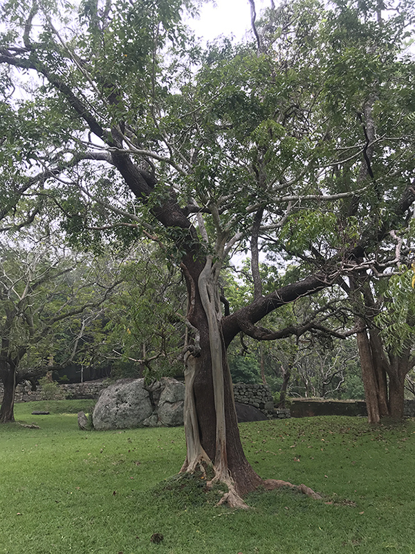 Image of genus Ficus specimen.