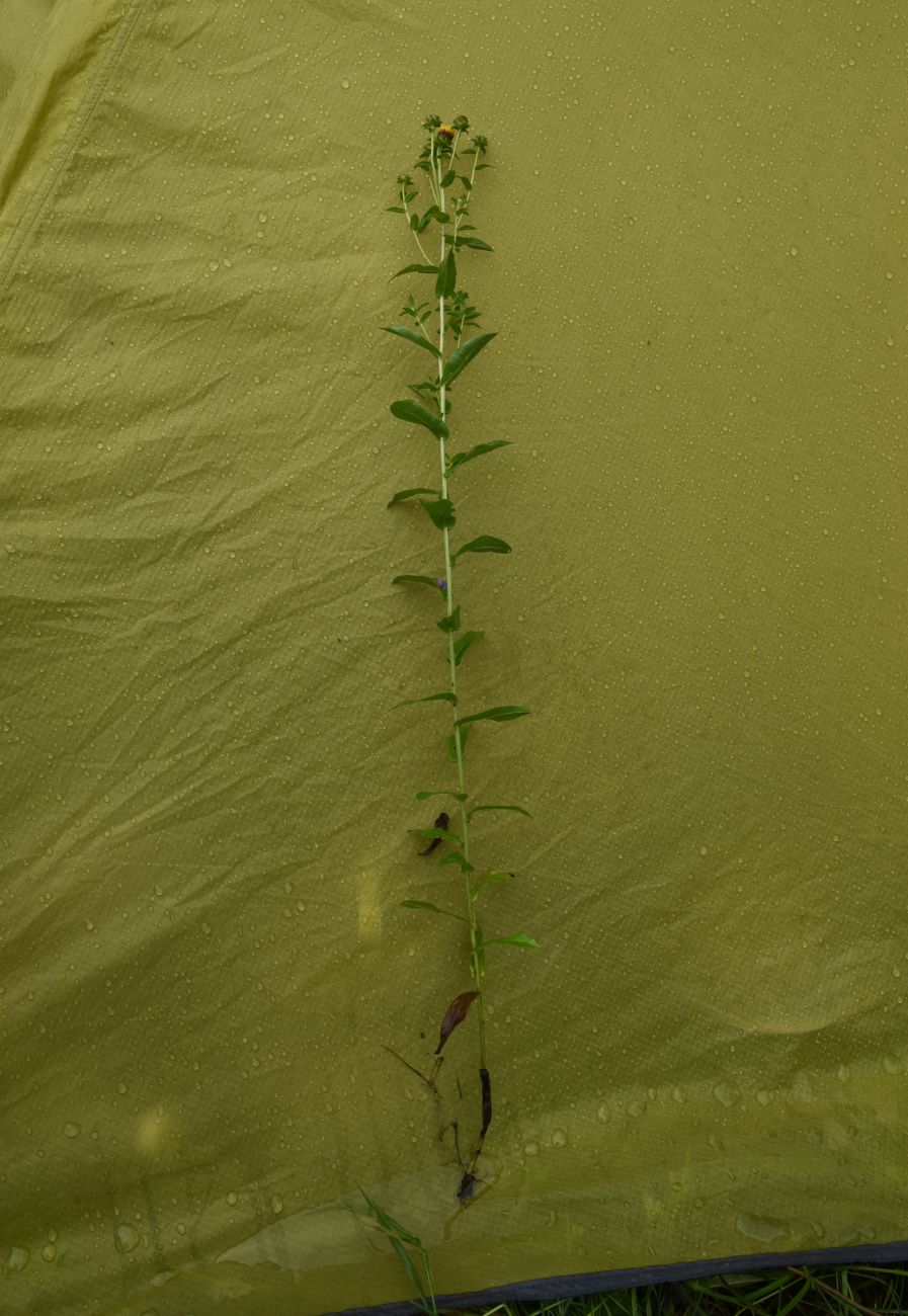 Изображение особи Inula aspera.
