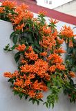 Pyrostegia venusta