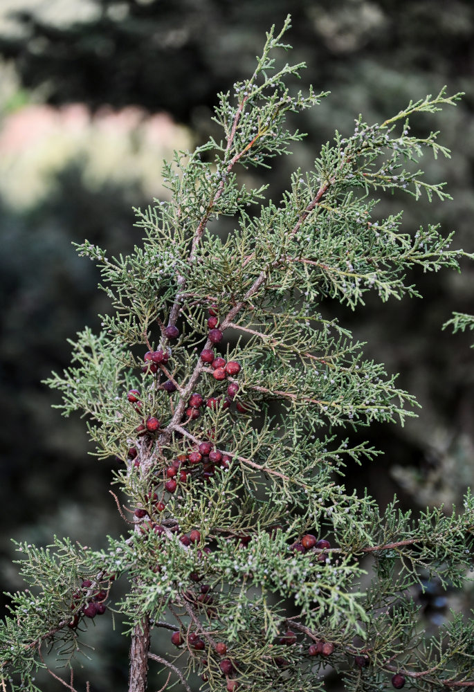 Изображение особи Juniperus phoenicea.