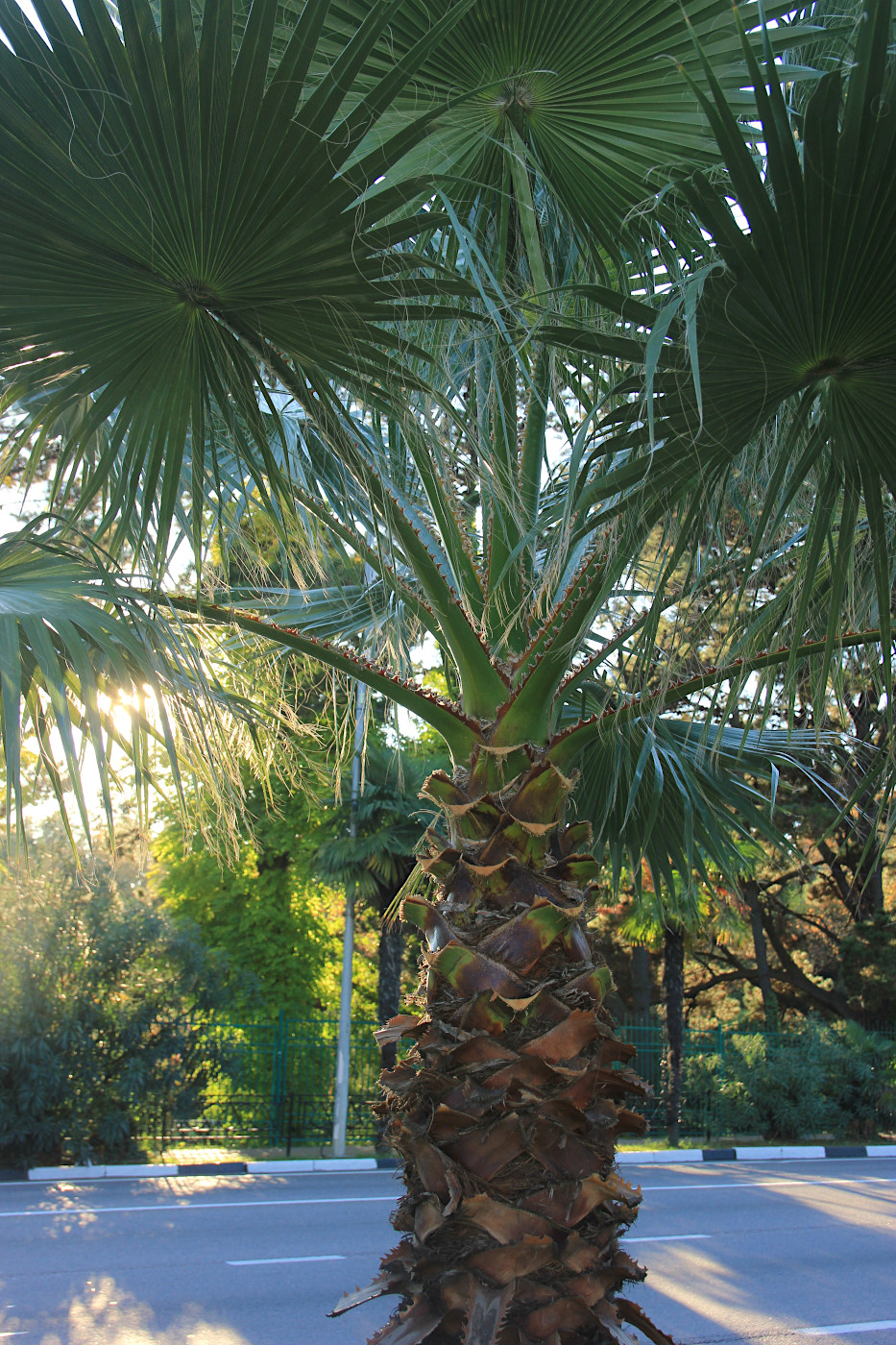 Image of Washingtonia filifera specimen.