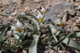 Tulipa biflora. Цветущие растения. Крым, Балаклава, обрывы над ур. Инжир. 16.03.2023.