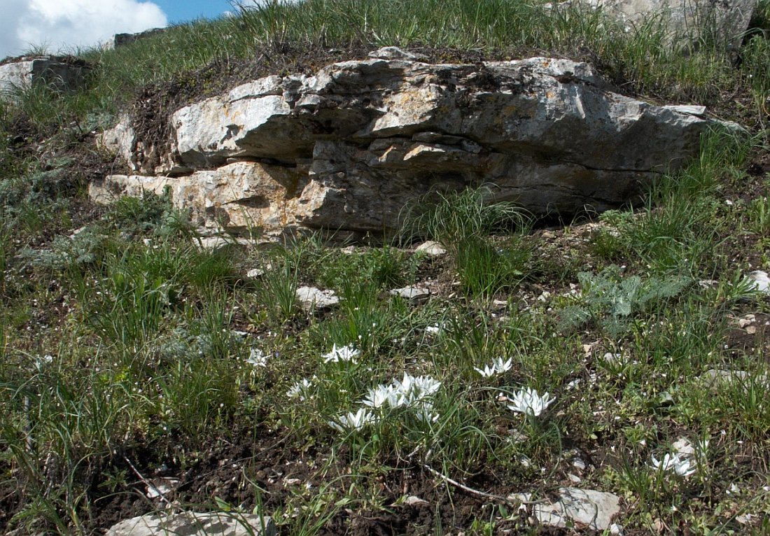 Изображение особи Ornithogalum navaschinii.