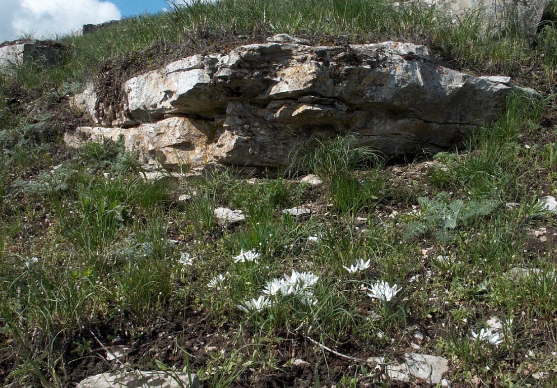 Image of Ornithogalum navaschinii specimen.