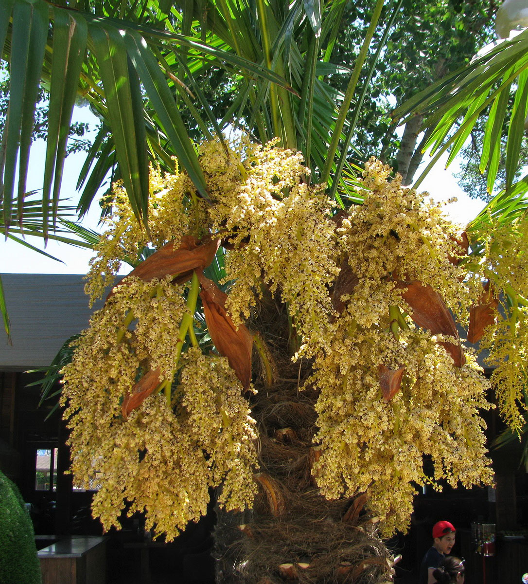 Image of Trachycarpus fortunei specimen.