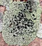 Lecanora argopholis