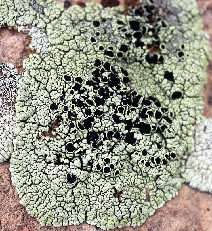 Image of Lecanora argopholis specimen.