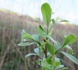 Salix cinerea. Верхушка ветви с молодыми побегами. Московская обл., ГО Серпухов, дер. Вечери, берег ручья. 27.04.2023.