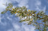 Vachellia nilotica