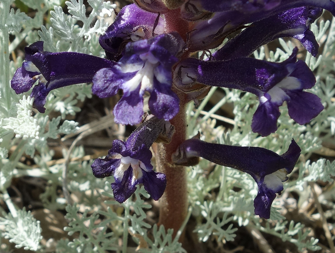 Image of Orobanche amoena specimen.