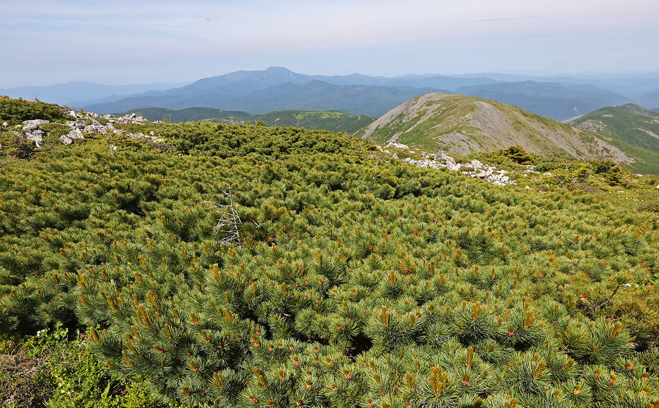 Изображение особи Pinus pumila.