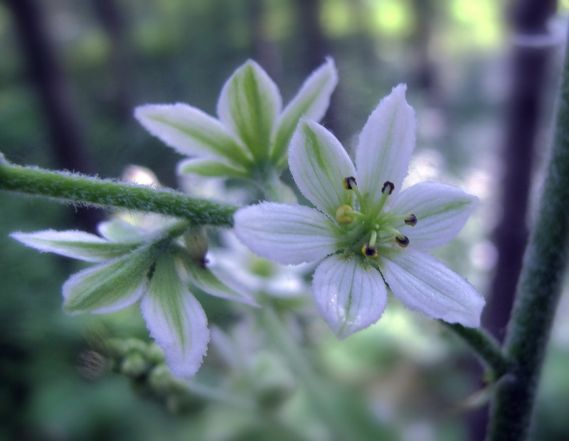 Изображение особи Veratrum dahuricum.