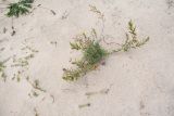 Oenothera stricta