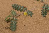 Tribulus terrestris