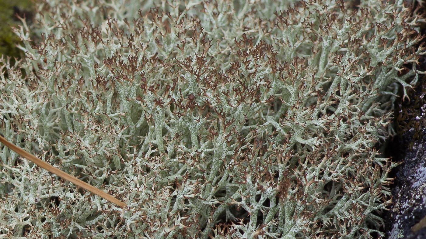 Изображение особи род Cladonia.