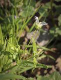 Stellaria holostea