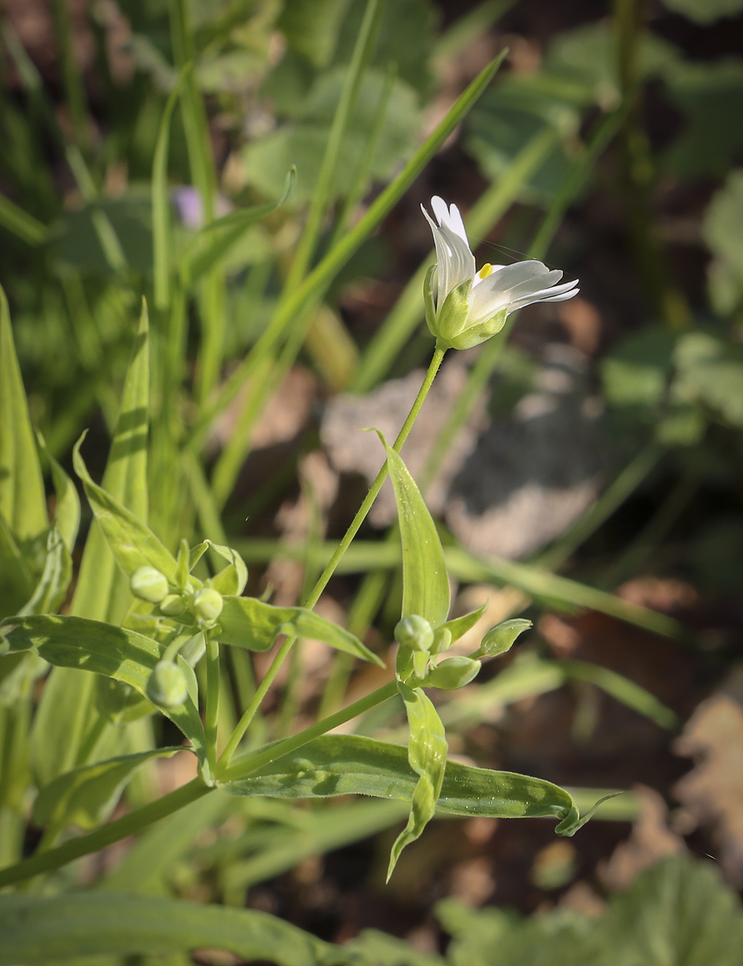 Изображение особи Stellaria holostea.