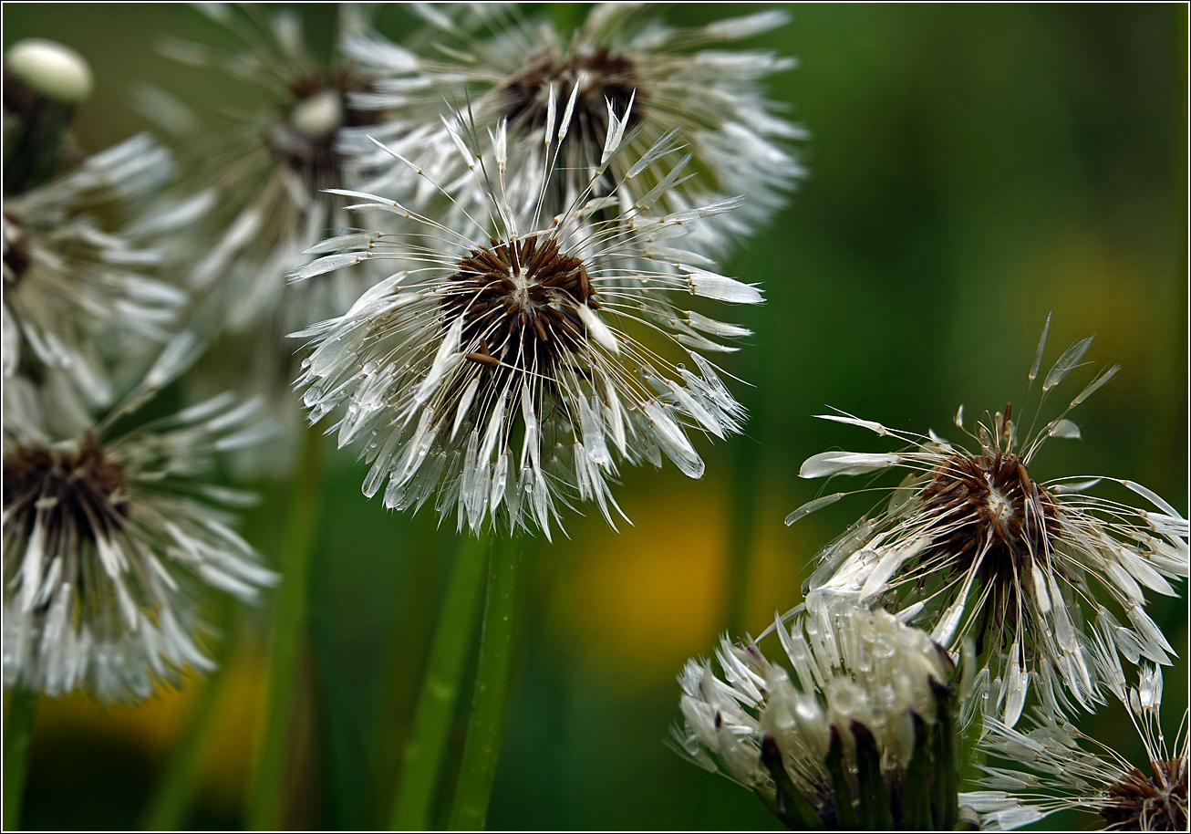 Image of Taraxacum officinale specimen.