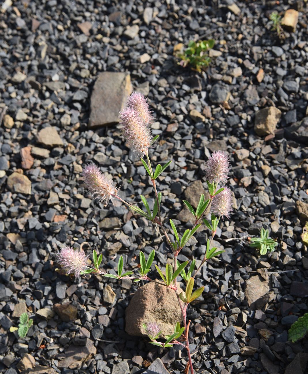 Изображение особи Trifolium arvense.