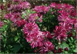 Chrysanthemum indicum. Цветущие растения. Московская обл., Раменский р-н, окр. дер. Хрипань, садовый участок. 30.07.2023.