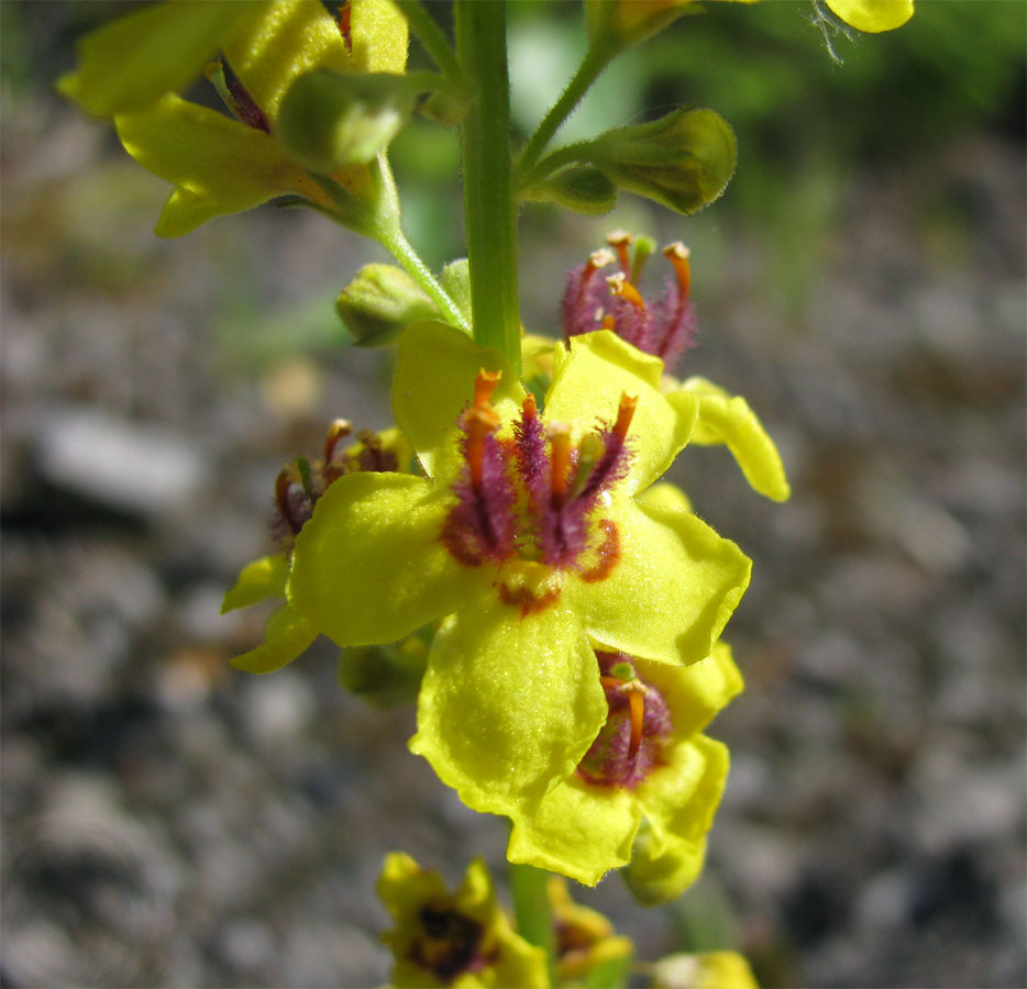 Изображение особи Verbascum nigrum.