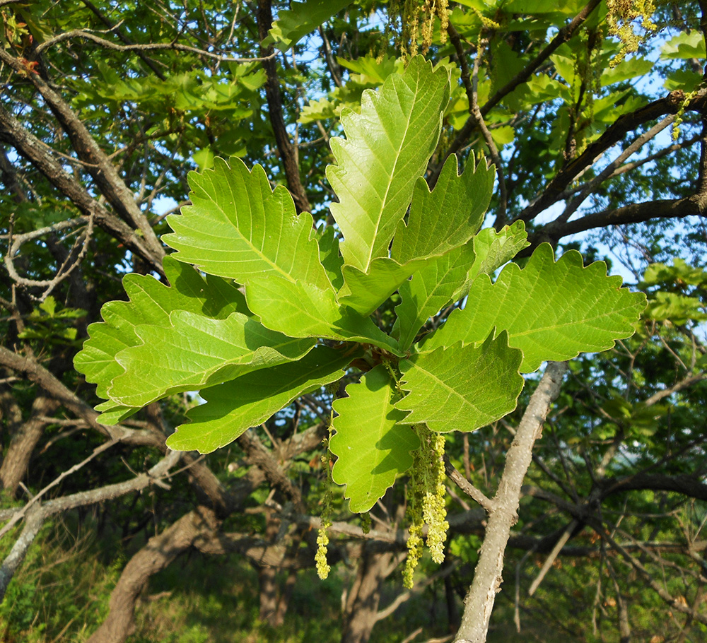 Image of Quercus dentata specimen.