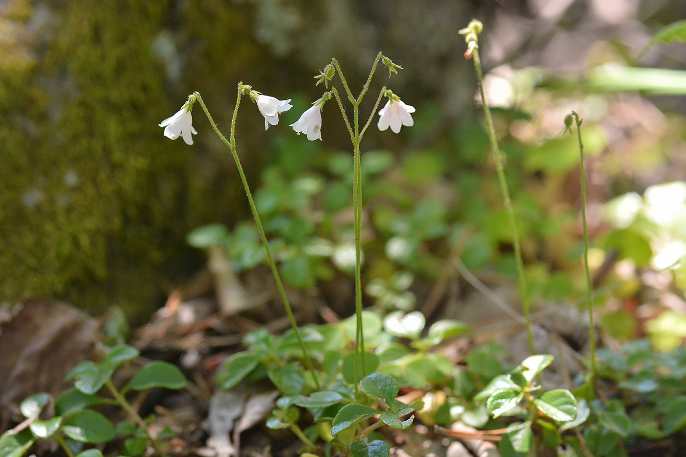 Image of Linnaea borealis specimen.