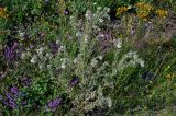 Cirsium echinus. Цветущее растение в сообществе с Salvia verticillata, Trifolium pratense, Hypericum и Geranium. Чечня, Итум-Калинский р-н, окр. с. Ведучи, ≈ 1500 м н.у.м., луговой склон. 27.07.2022.