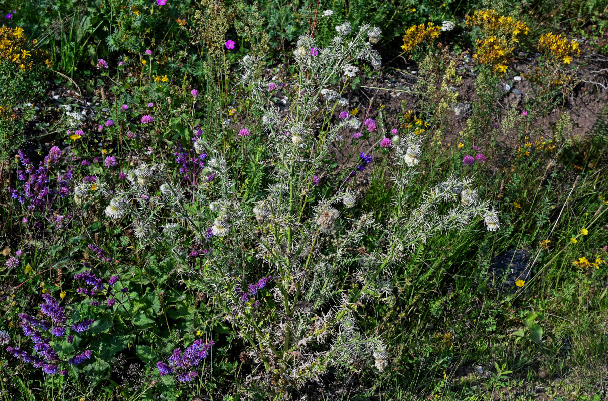 Image of Cirsium echinus specimen.