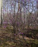 Rhododendron dauricum. Цветущее растение. Бурятия, Кабанский р-н, тополёво-берёзовый лес на склоне сопки у северного подножья хребта Хамар-Дабан. 22.05.2023.